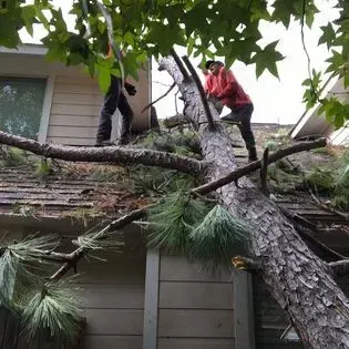 A man is standing on the roof of a house next to a tree that has fallen on it.