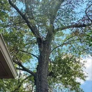 A large tree with lots of leaves is in front of a house.