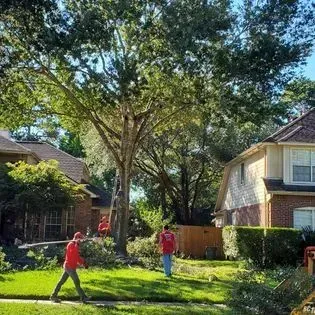 A man is cutting down a tree in front of a house.