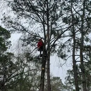 A man is climbing a tree with a chainsaw.