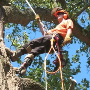 Tree service crew trimming large oak tree near Spring, TX