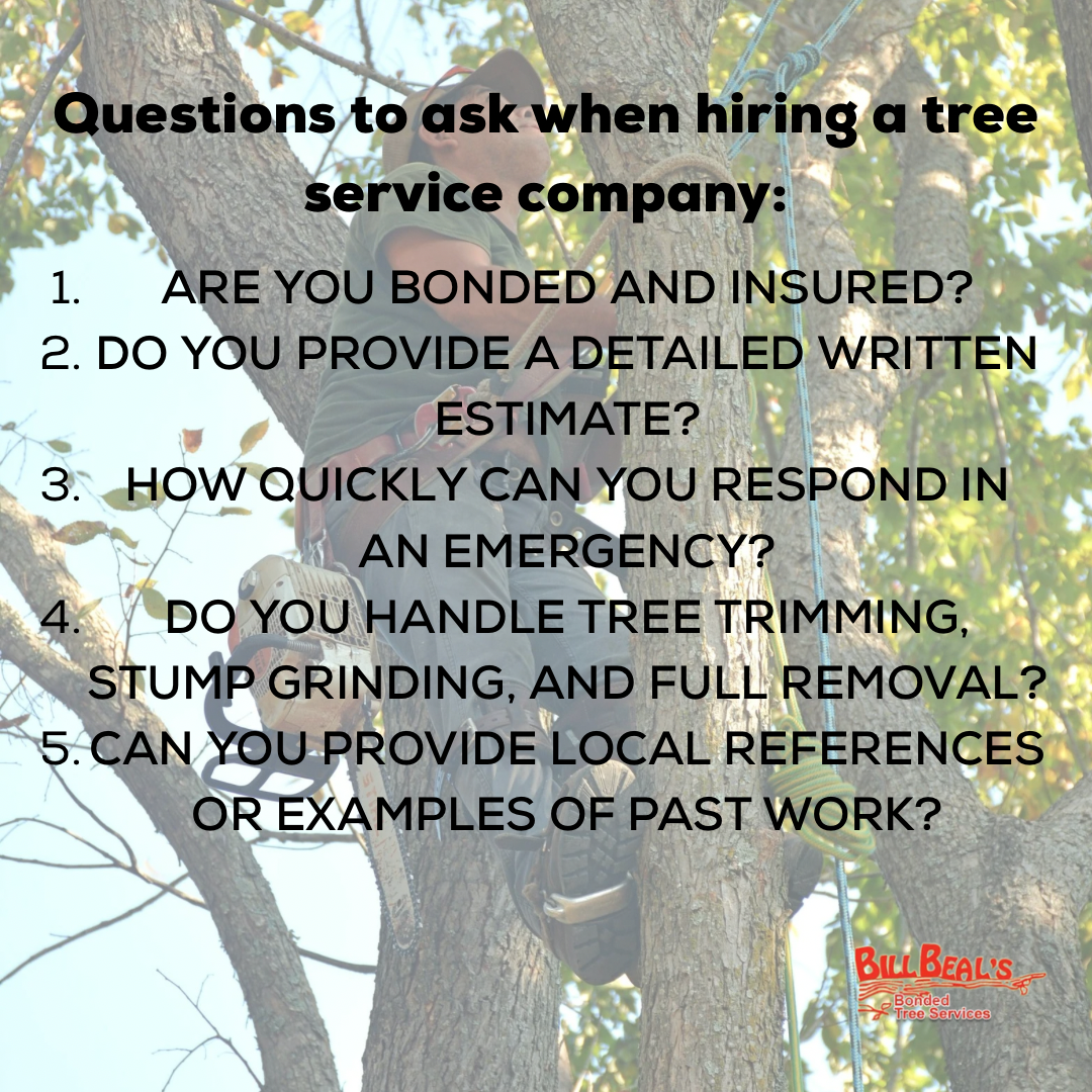 List of questions to ask when hiring a tree service company with a tree in the background.