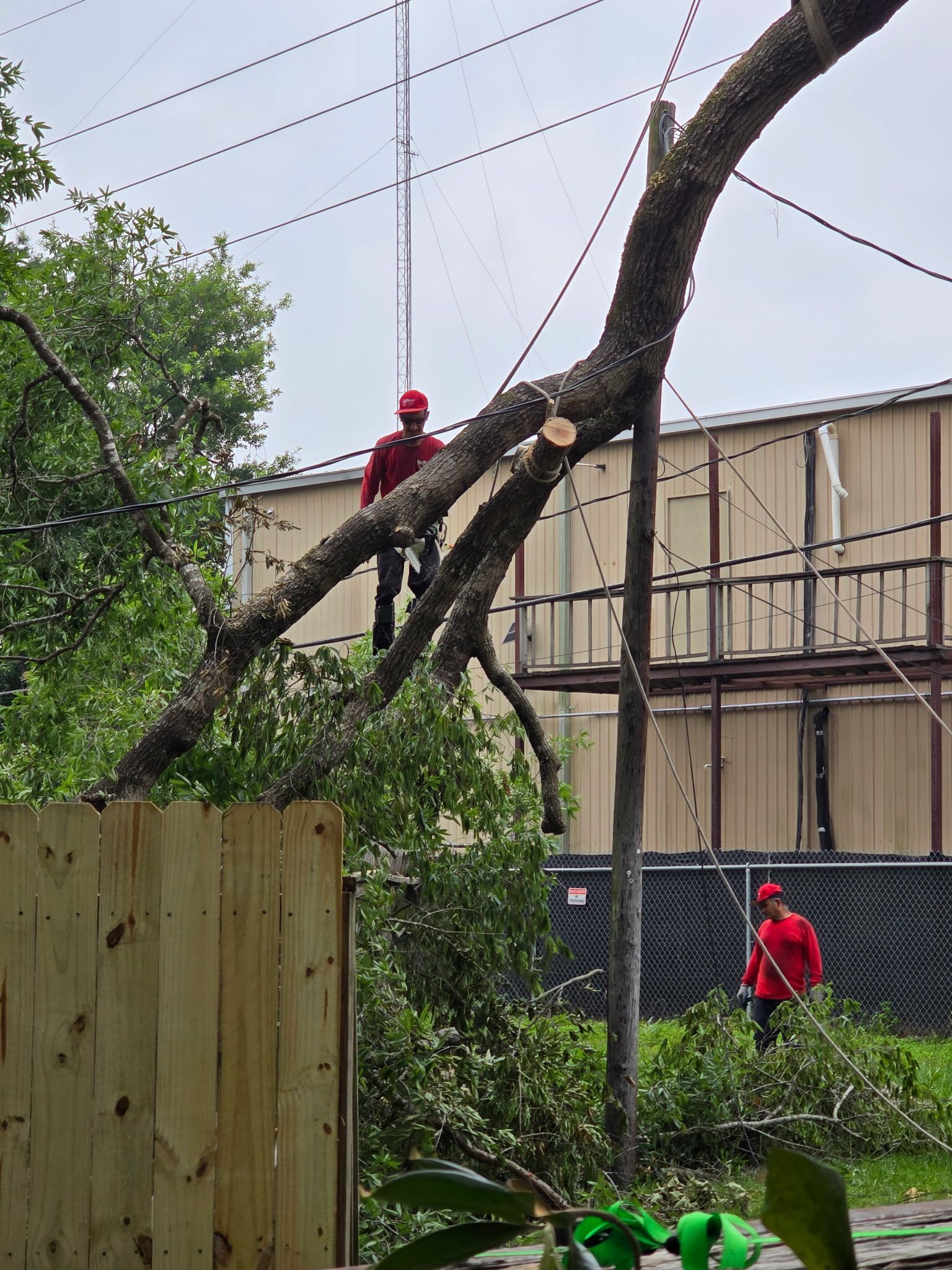 Lawn care crew trimming trees in front of a suburban house. Red shirts, ladder, and debris on the ground.