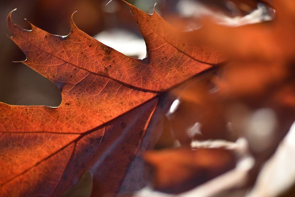Red Oak Nature — Aurora, IL — Hansen's Motel