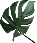 A Close Up of a Green Leaf on a White Background — Sway Thai Fusion & Bar In Tweed Heads South, NSW A Close Up of a Green Leaf on a White Background — Sway Thai Fusion & Bar In Tweed Heads South, NSW