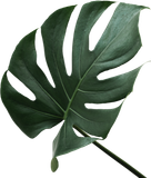 A close up of a green leaf on a white background