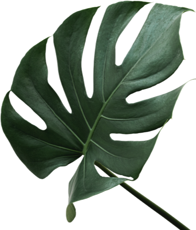 A close up of a green leaf on a white background