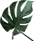 A Close Up of a Green Leaf on a White Background — Sway Thai Fusion & Bar In Tweed Heads South, NSW A Close Up of a Green Leaf on a White Background — Sway Thai Fusion & Bar In Tweed Heads South, NSW