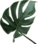 A Close Up of a Green Leaf on a White Background — Sway Thai Fusion & Bar In Tweed Heads South, NSW
