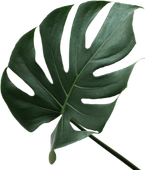 A Close Up of a Green Leaf on a White Background — Sway Thai Fusion & Bar In Tweed Heads South, NSW A Close Up of a Green Leaf on a White Background — Sway Thai Fusion & Bar In Tweed Heads South, NSW