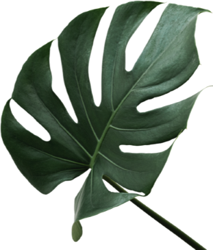 A Close Up of a Green Leaf on a White Background — Sway Thai Fusion & Bar In Tweed Heads South, NSW