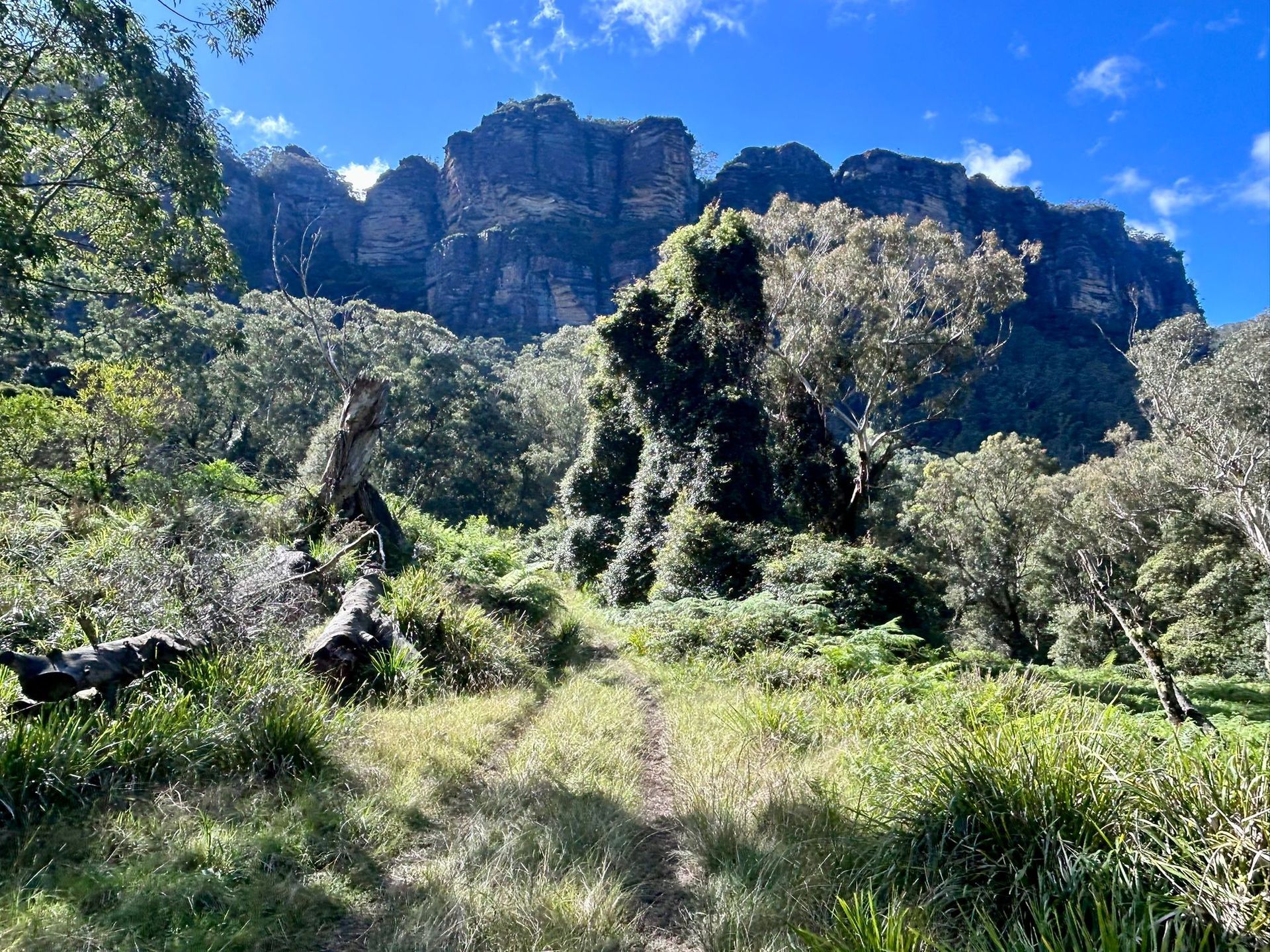 A dirt path leads through a lush green forest toward towering sandstone cliffs under a blue sky.