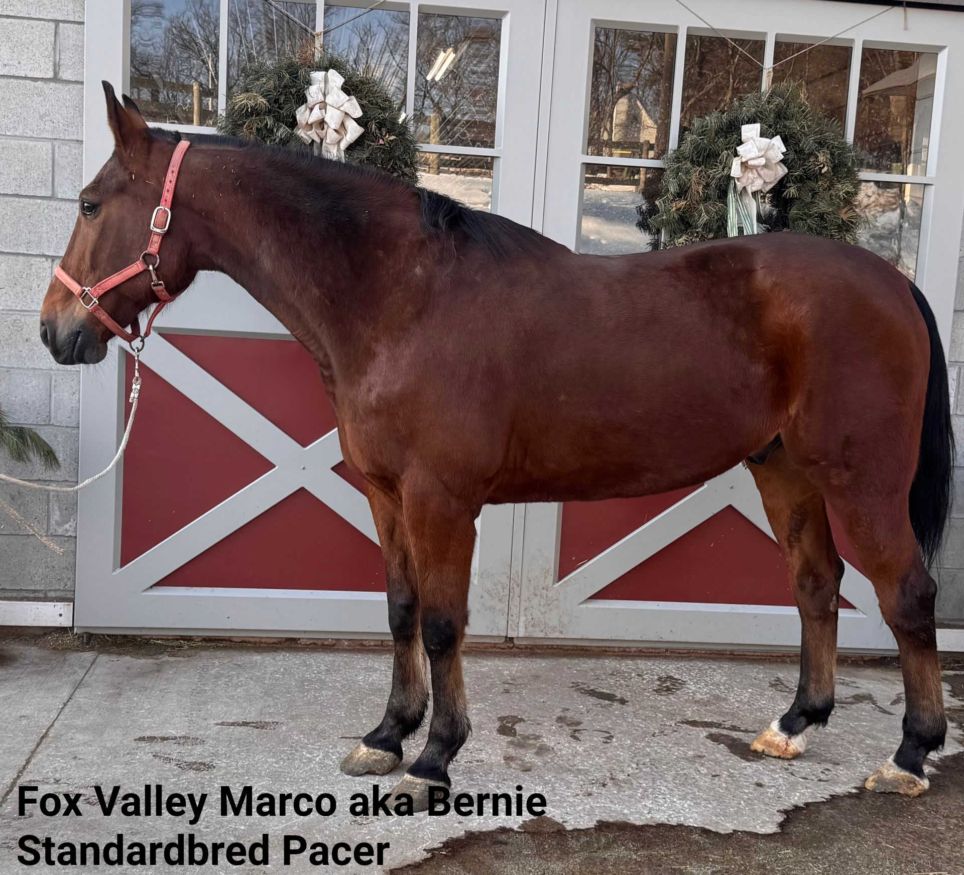Adoptable horse Bernie