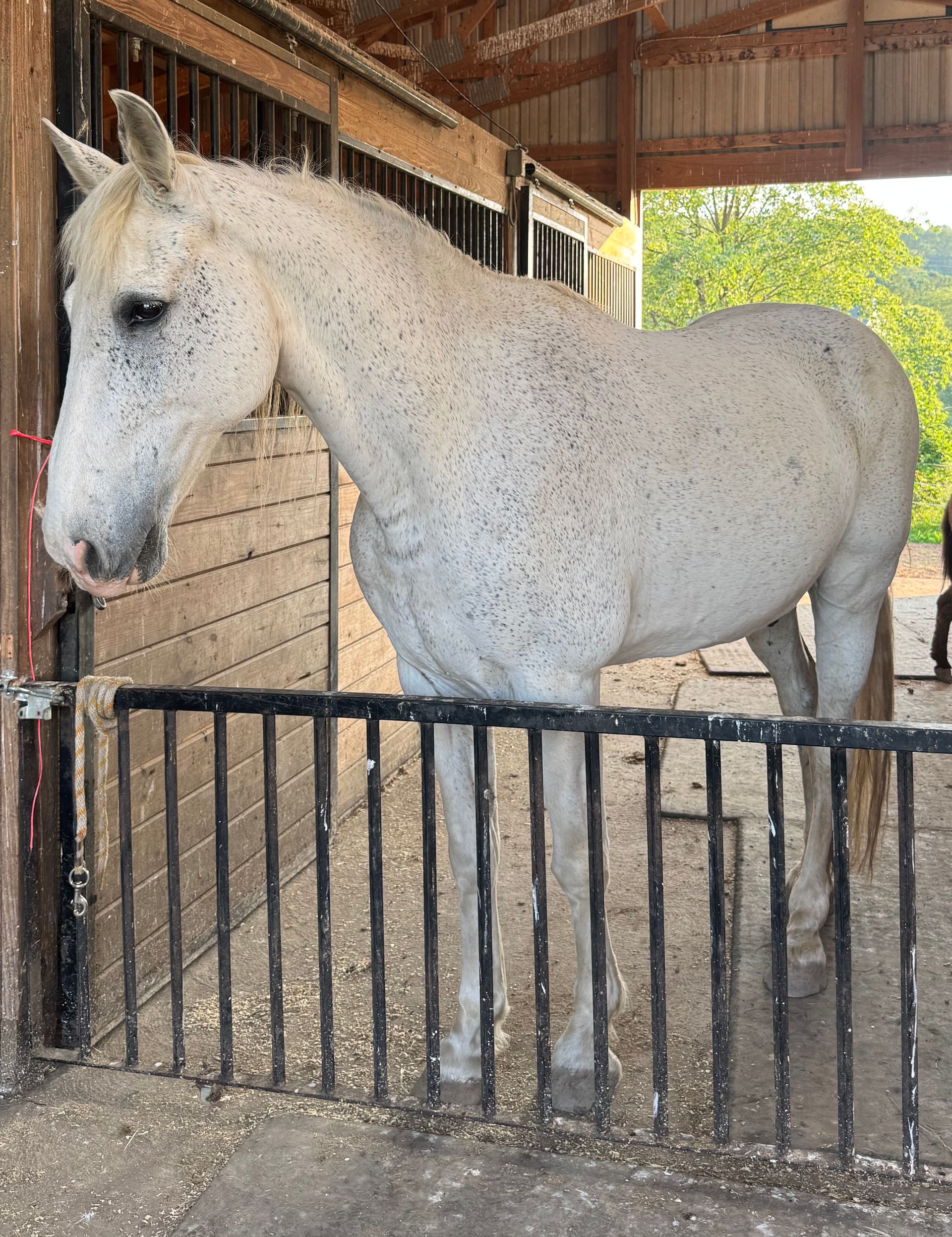 Adoptable horse Cowboy