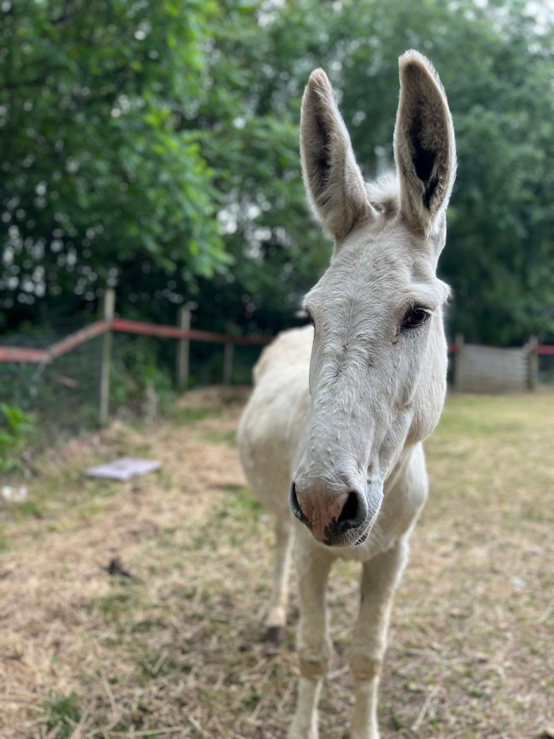 Horses and donkeys available to adopt for Mountain View horse rescue in New Tripoli, PA