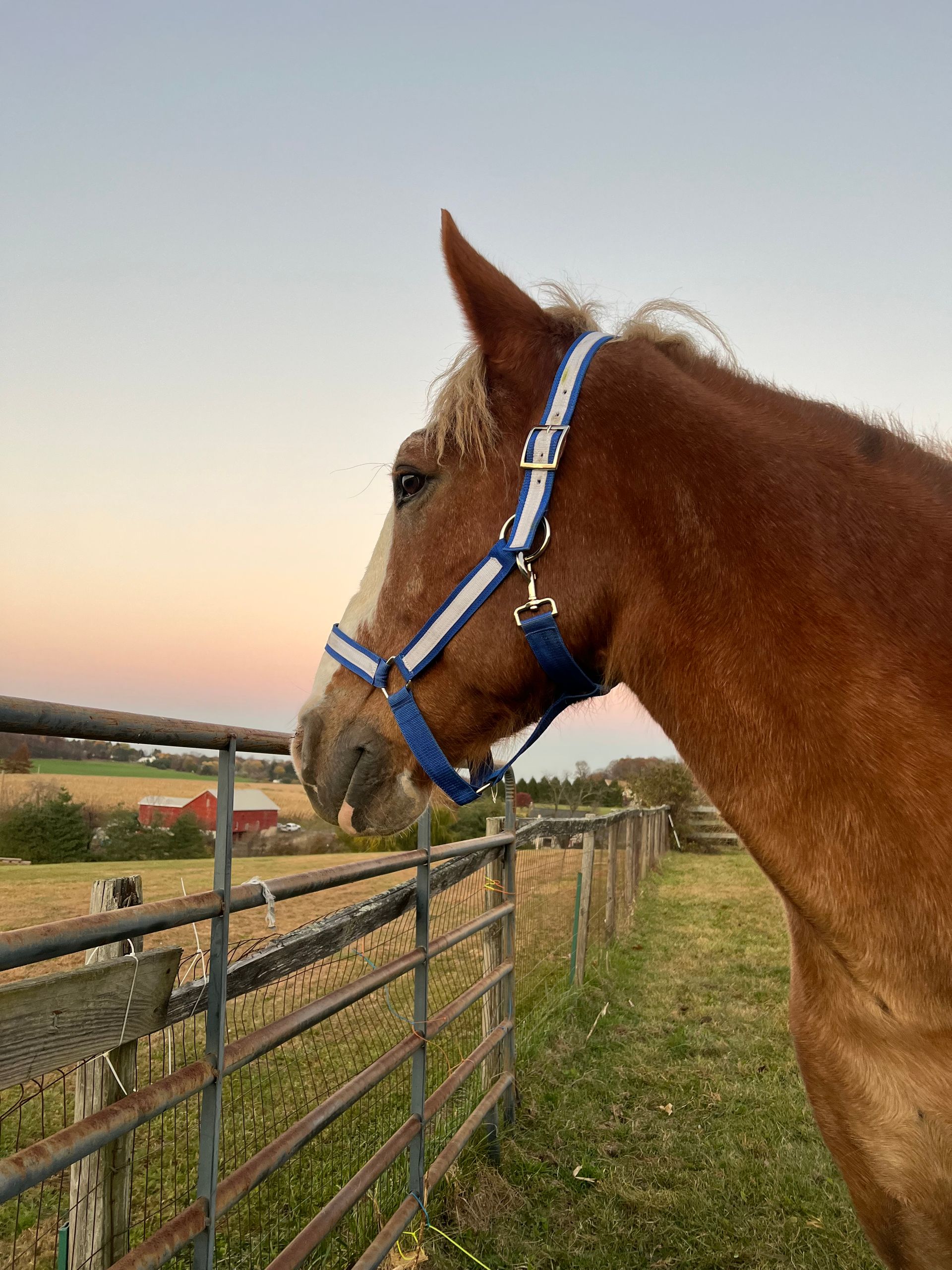 Horses available to adopt for Mountain View horse rescue in New Tripoli, PA
