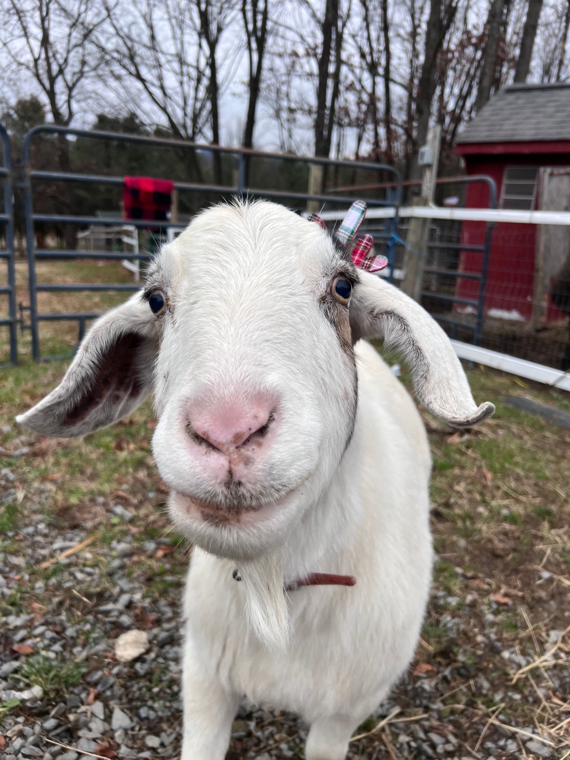 Daisy the goat at the Mountain View Horse Rescue in New Tripoli, PA