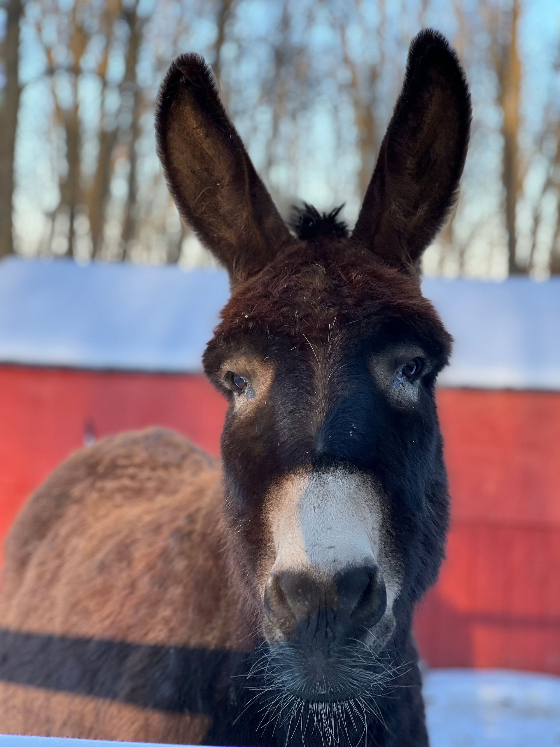 Horses and donkeys available to adopt for Mountain View horse rescue in New Tripoli, PA