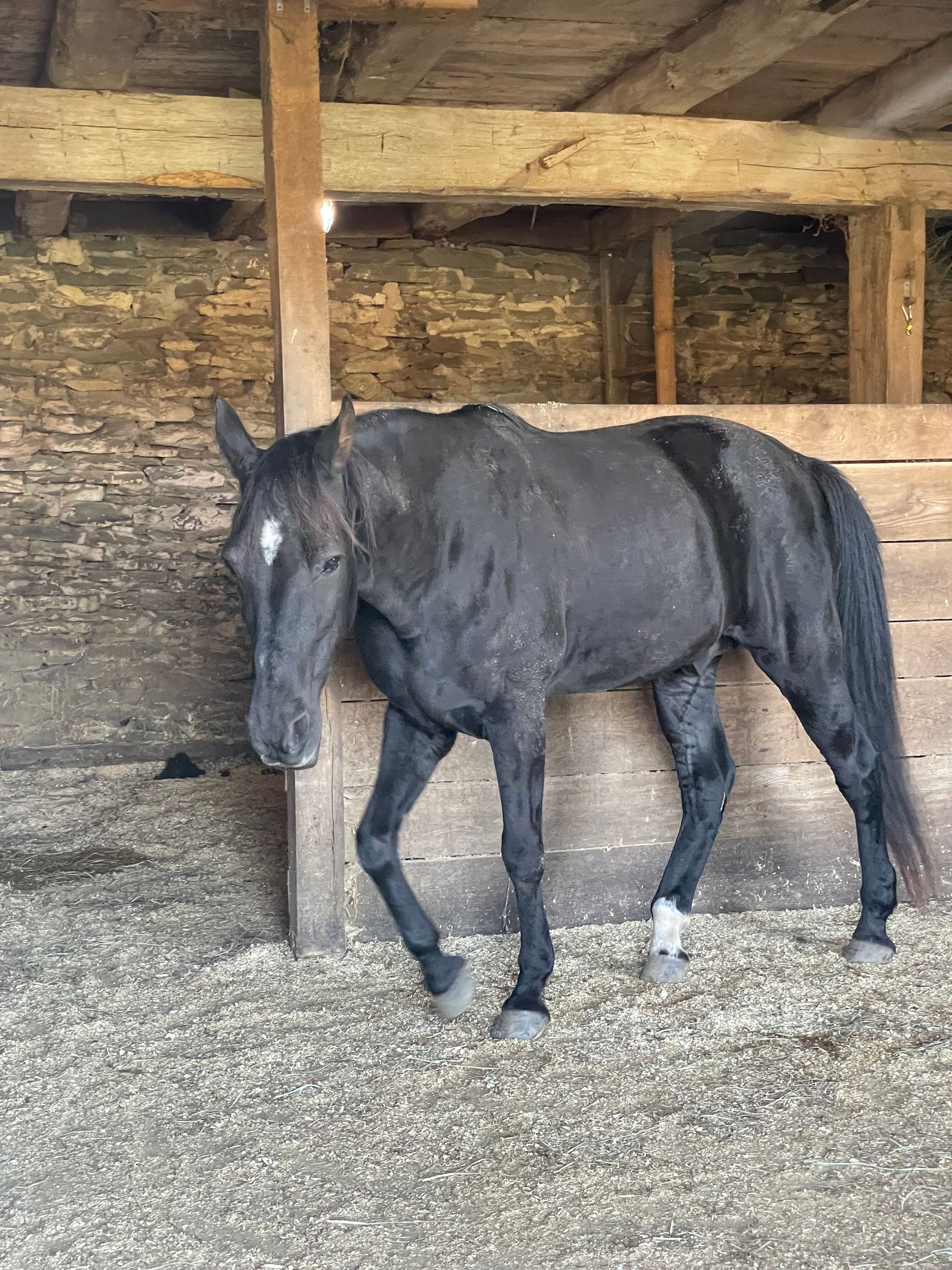 Horses available to adopt for Mountain View horse rescue in New Tripoli, PA