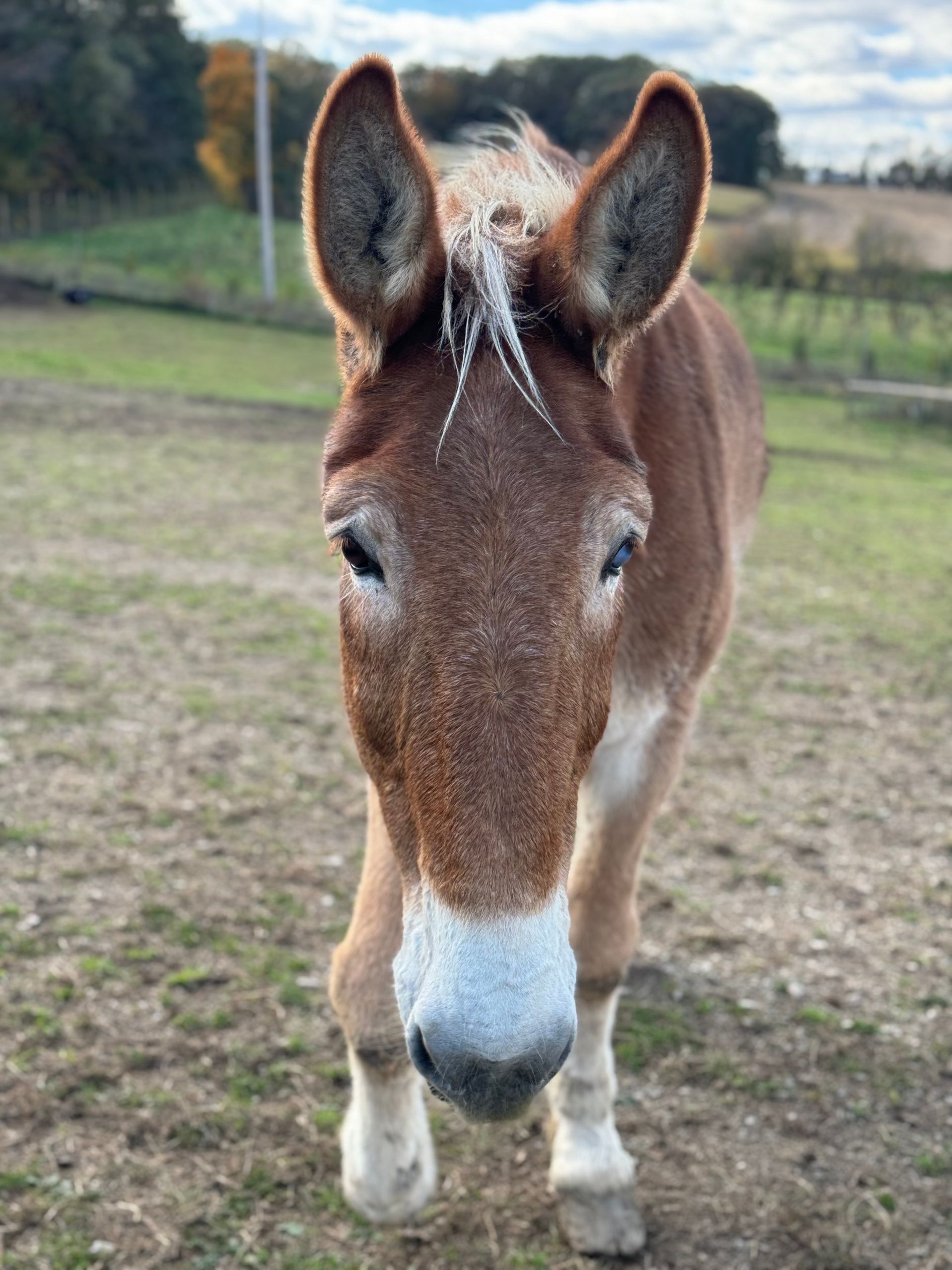 Horses and donkeys available to adopt for Mountain View horse rescue in New Tripoli, PA