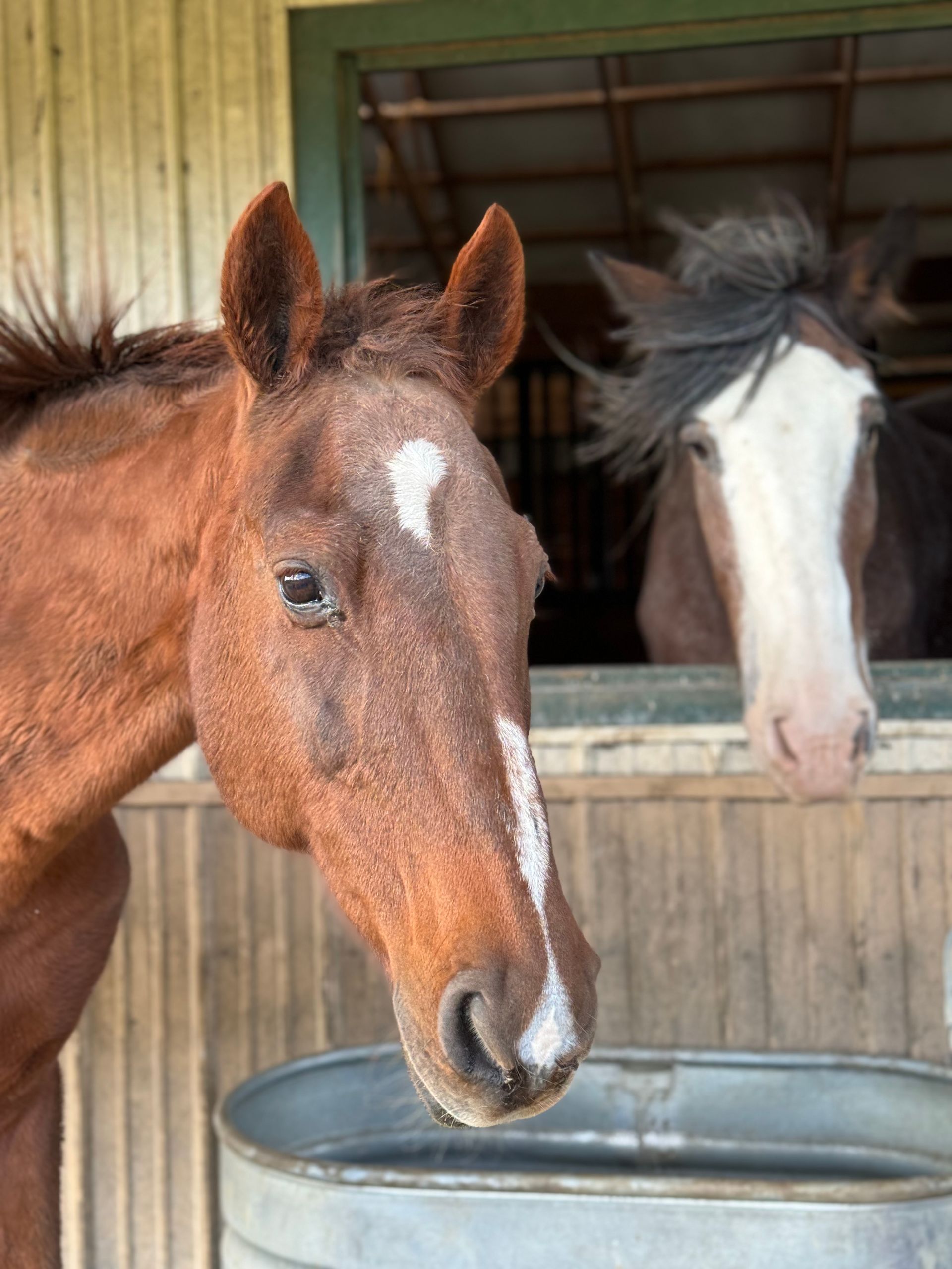 Horses available to adopt for Mountain View horse rescue in New Tripoli, PA