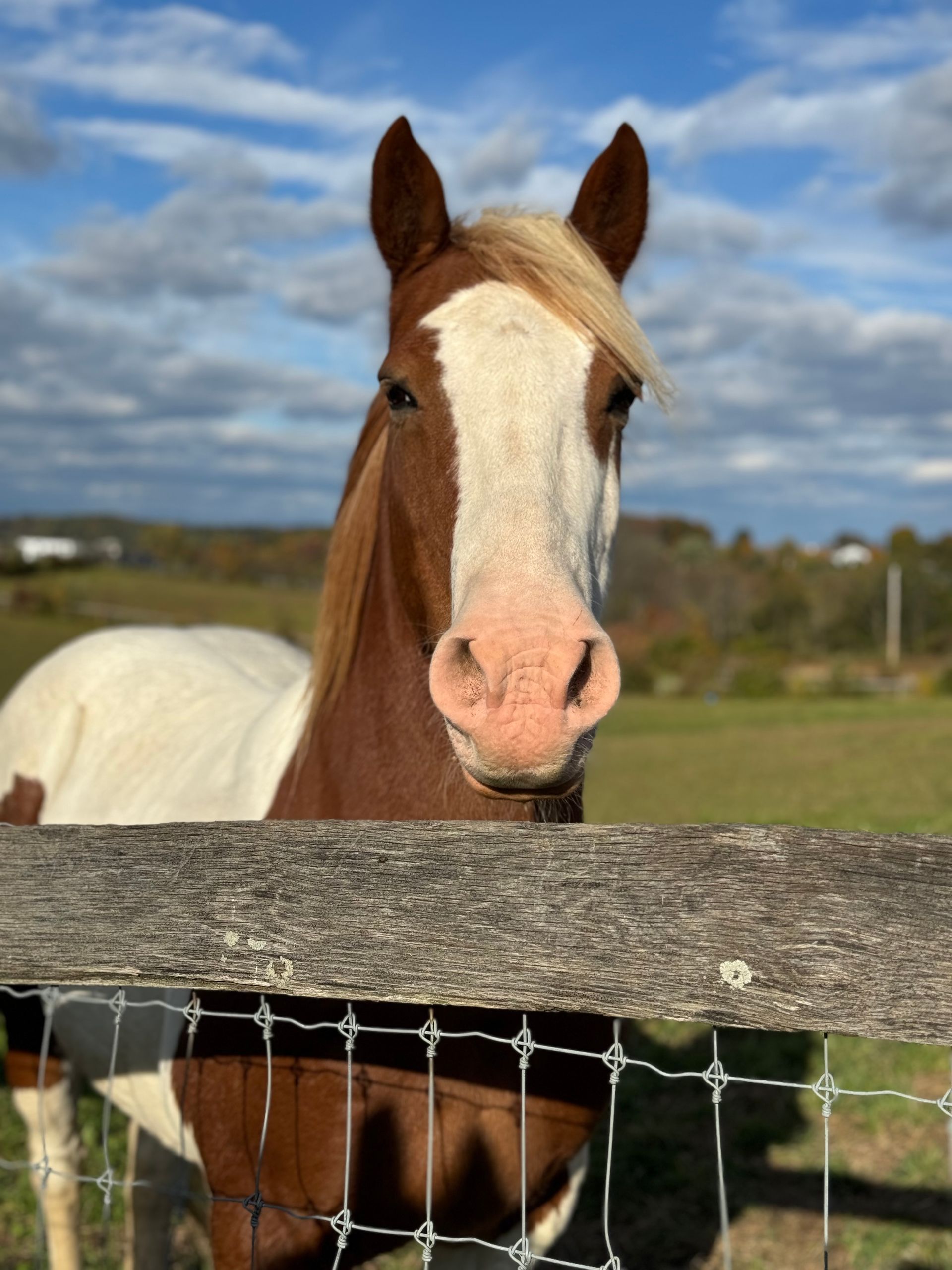 Horses available to adopt for Mountain View horse rescue in New Tripoli, PA
