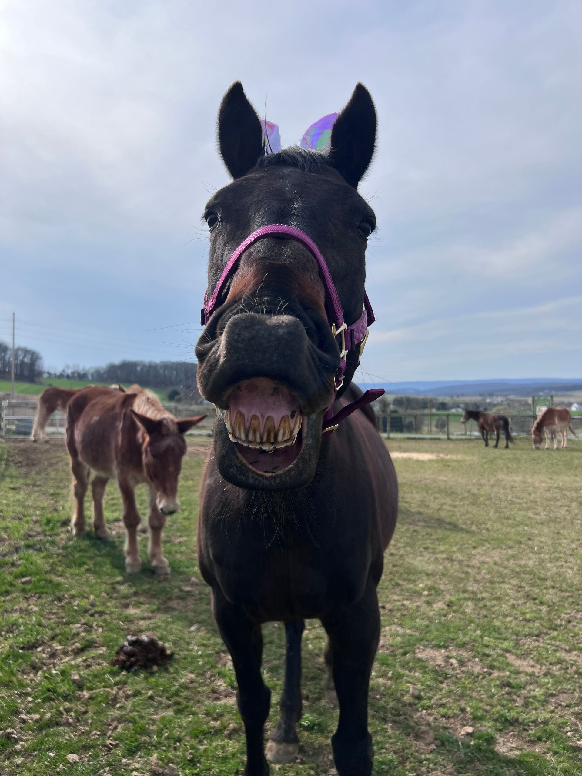 Horses and donkeys available to adopt for Mountain View horse rescue in New Tripoli, PA
