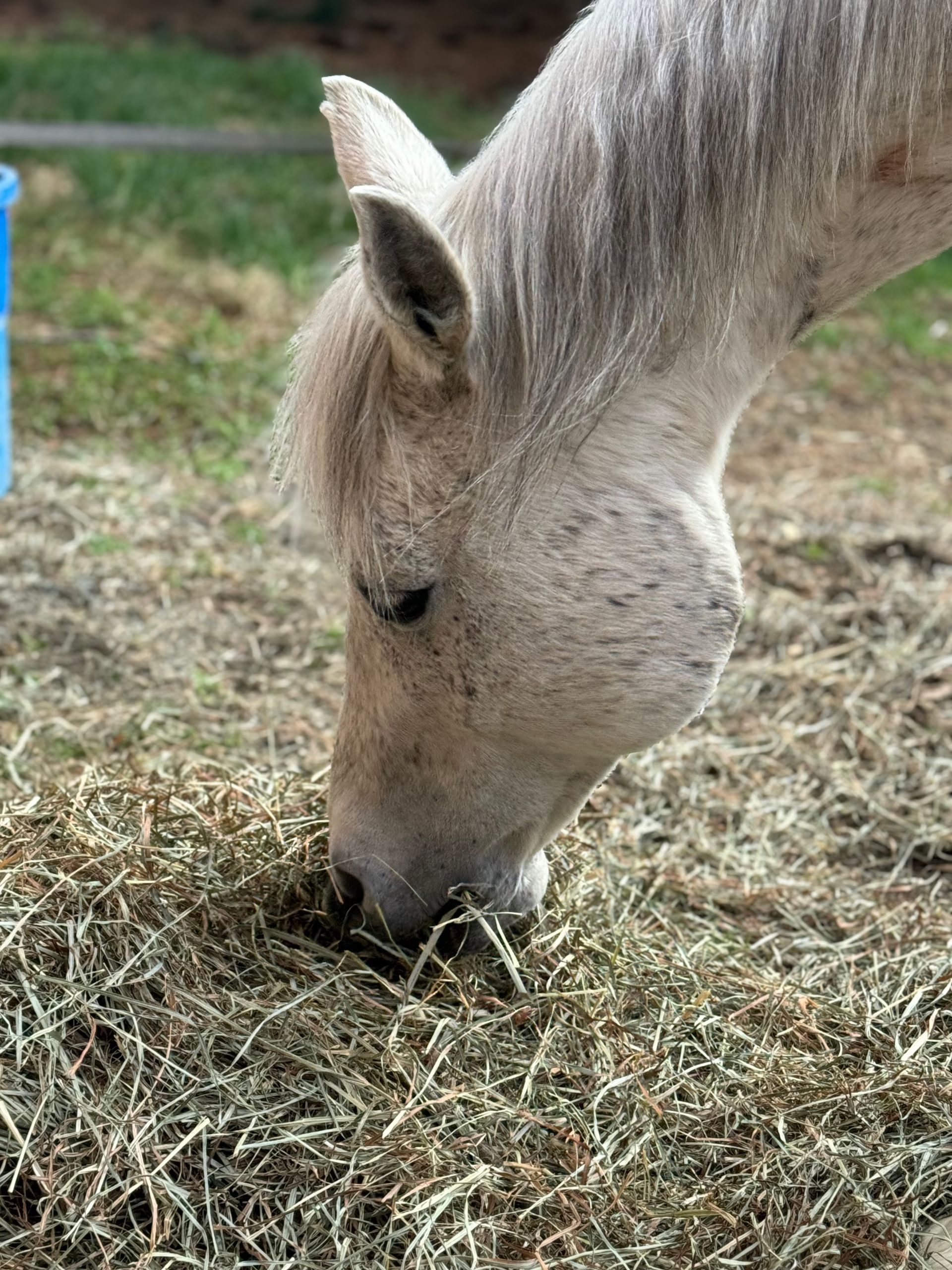 Horses available to adopt for Mountain View horse rescue in New Tripoli, PA