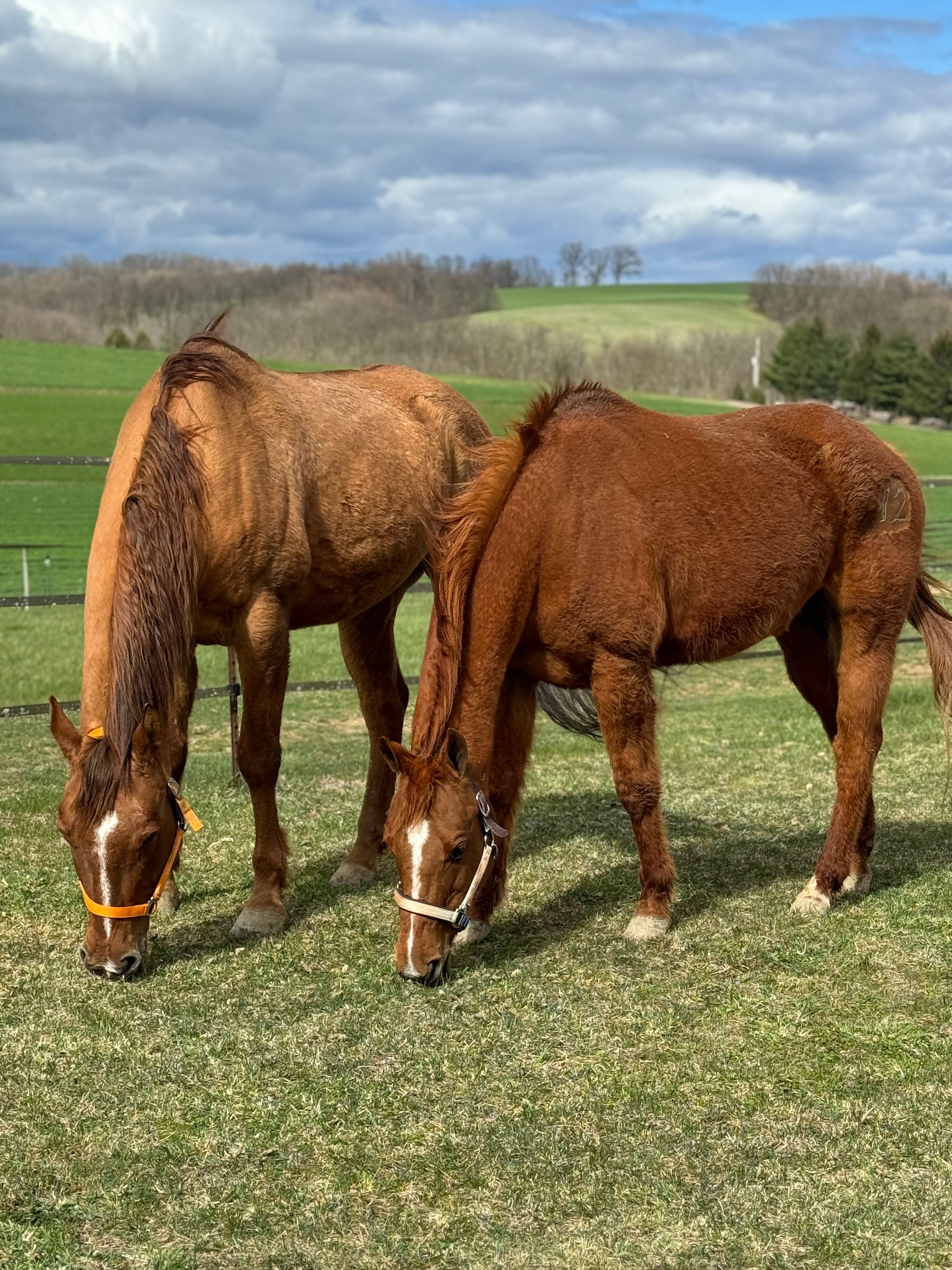 Horses available to adopt for Mountain View horse rescue in New Tripoli, PA