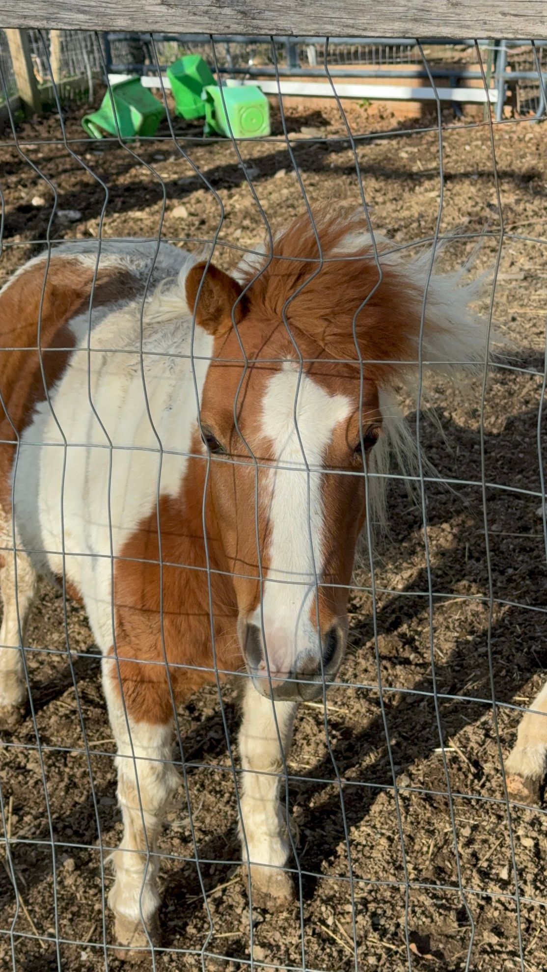 Little Laura the mascot of the Mountain View Horse Rescue in New Tripoli, PA 