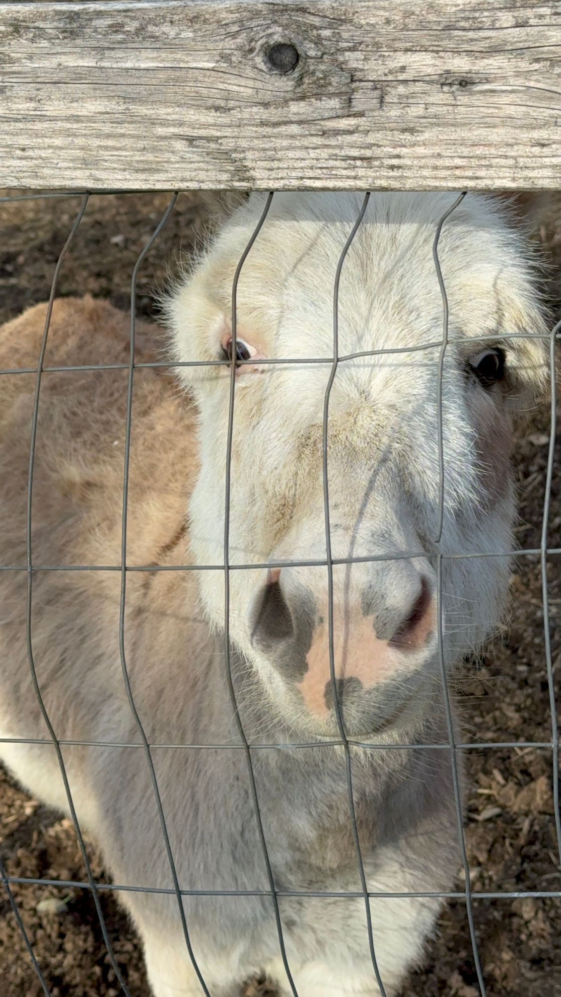 Jet the orphaned baby donkey rescued by Mountain View Horse Rescue in New Tripoli, PA