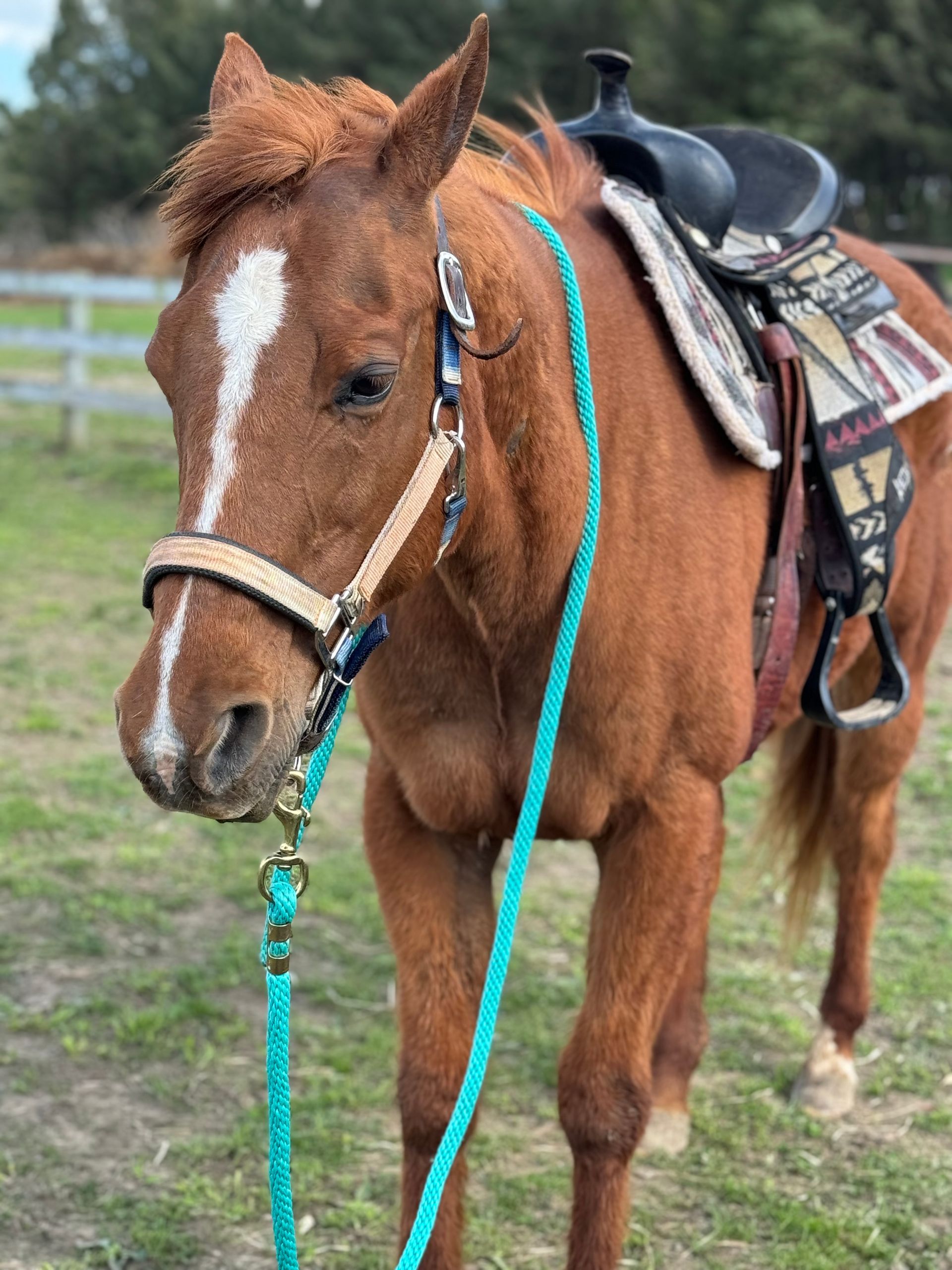 Piper the horse is available for adoption at the Mountain View Horse Rescue in New Tripoli, PA