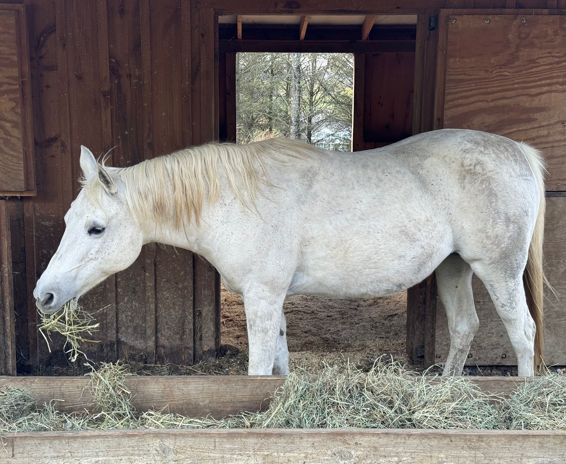 Little Gray is a sanctuary horse at the Mountain View Horse Rescue in New Tripoli, PA