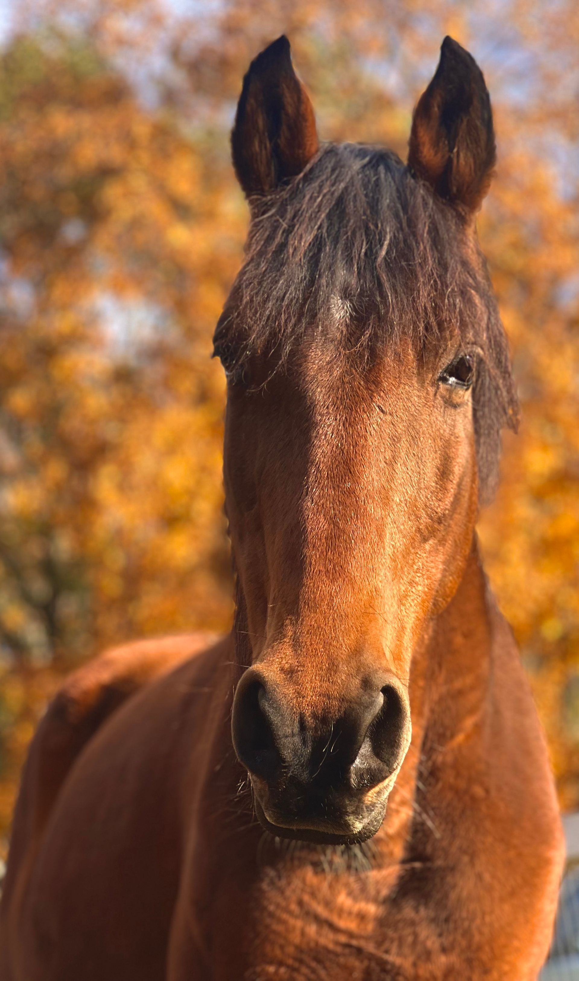Adoptable horse Nash