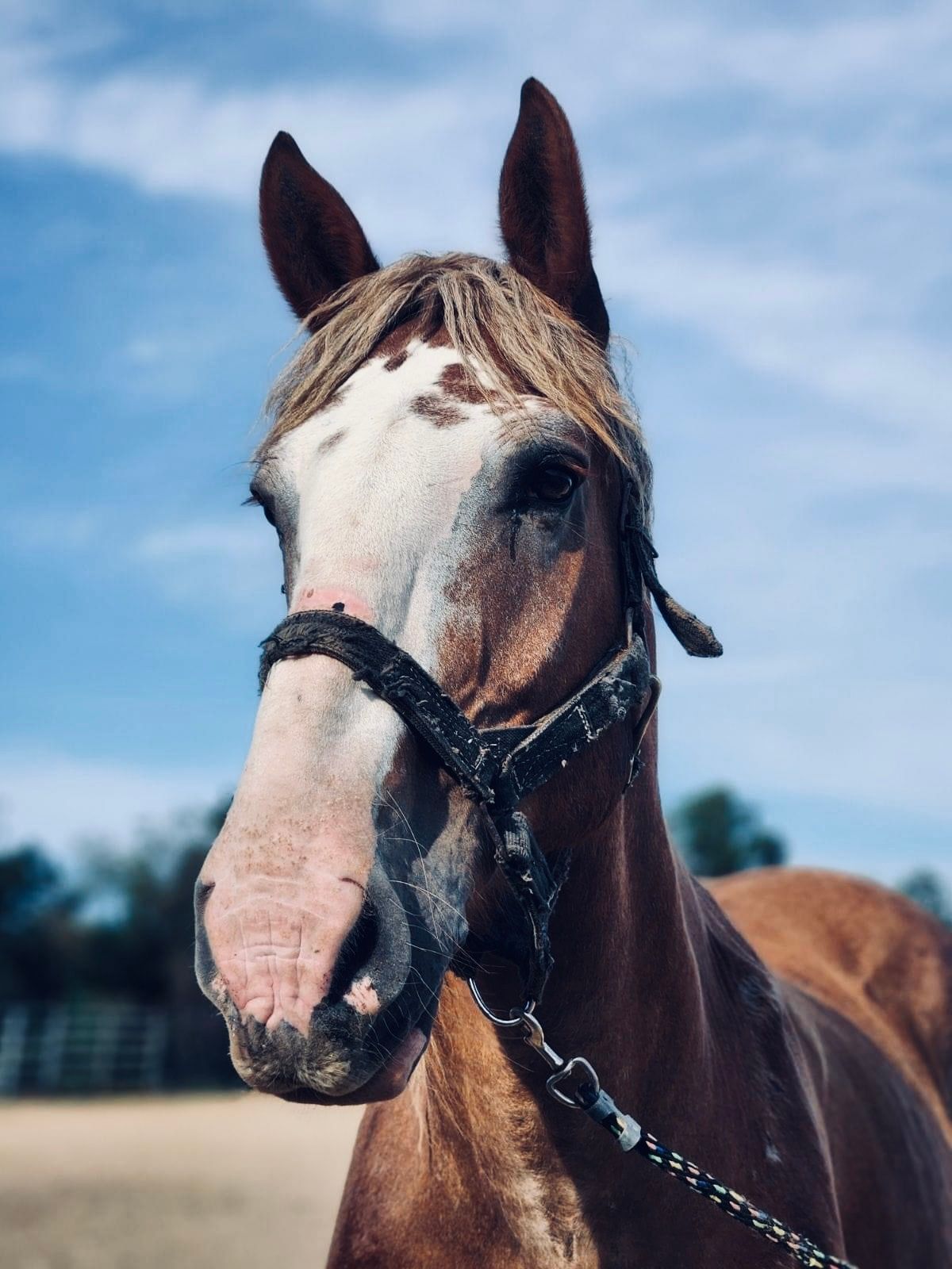 Horse rescue in New Tripoli, PA with adoptable horses