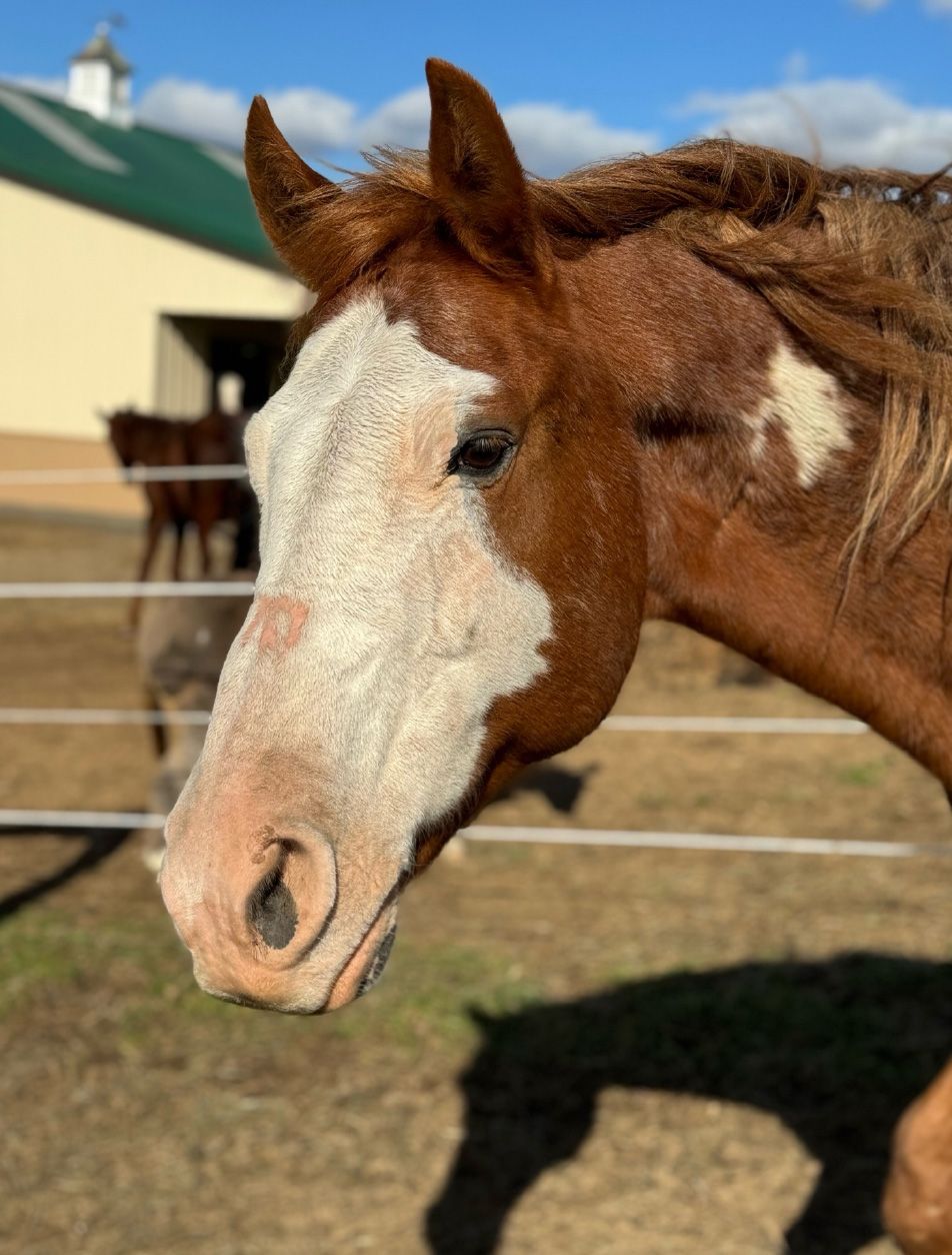 Blue the horse left the Mountain View Horse Rescue in New Tripoli too soon