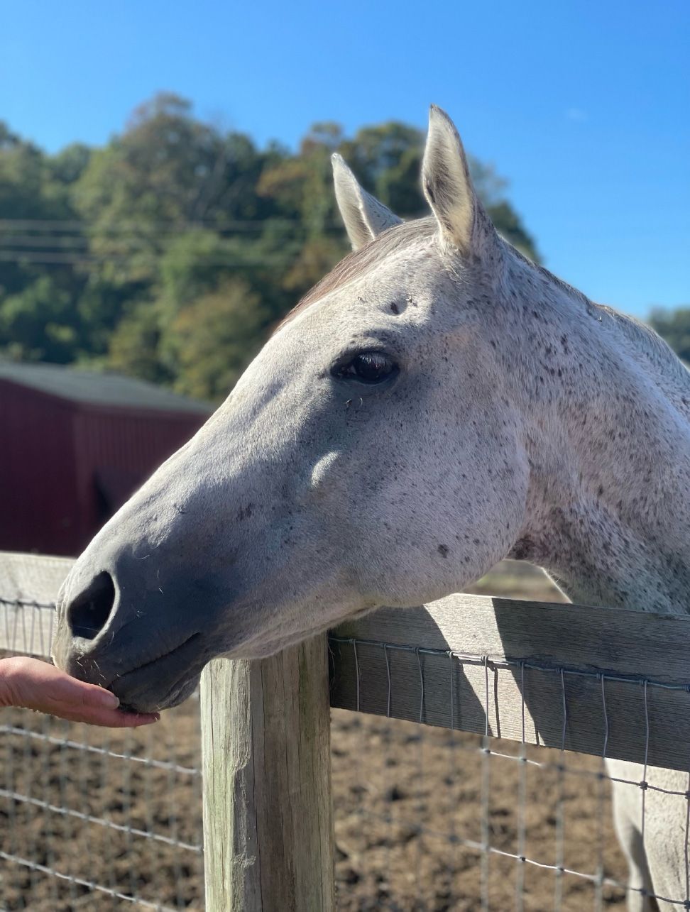 Gemma provided years of enjoyments and love to the Mountain View Horse Rescue in New Tripoli