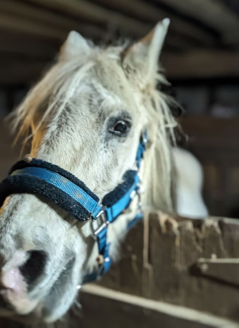 Patches defied the odds living to 35 years old at the Mountain View Horse Rescue in New Tripoli, PA