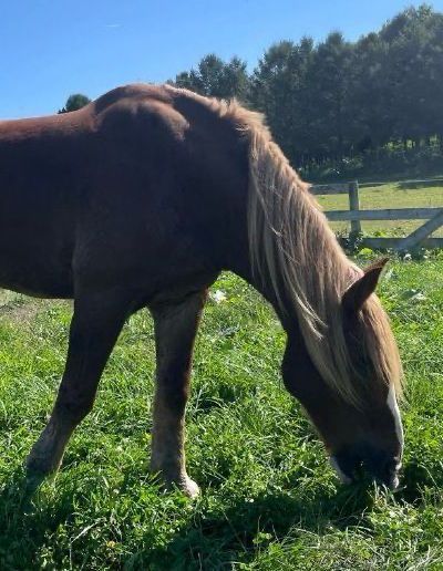 Jake was able to live out his last days at the Mountain View Horse Rescue in New Tripoli