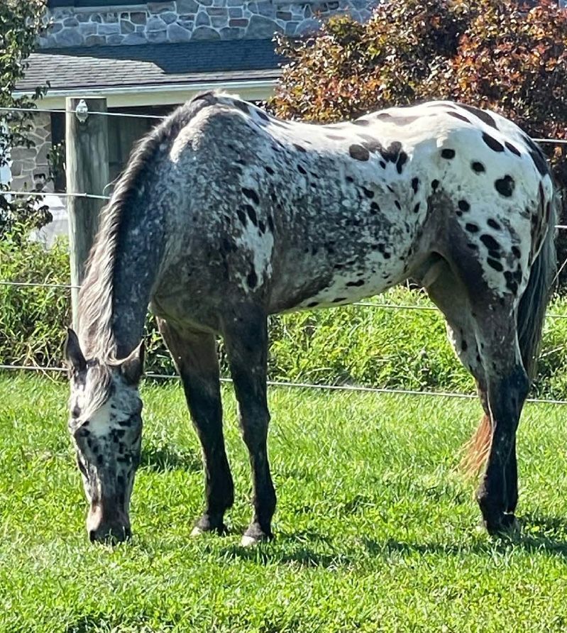 Pepsi crossing the rainbow bridge
