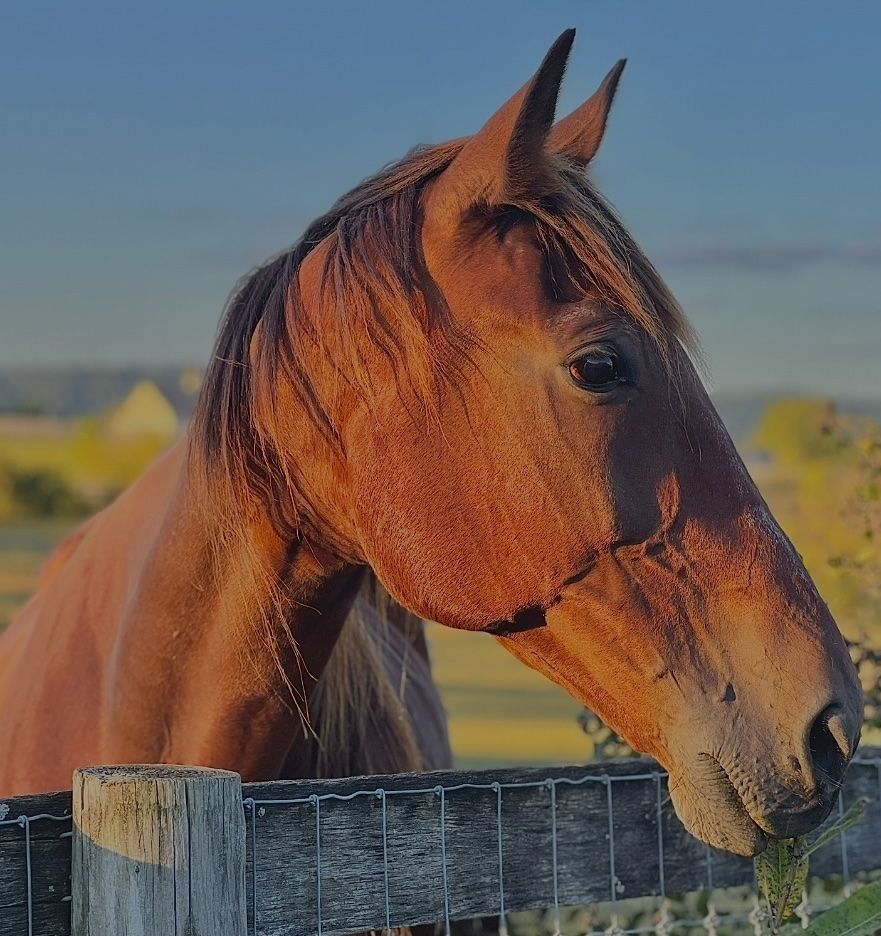 Adoptable horse Tori