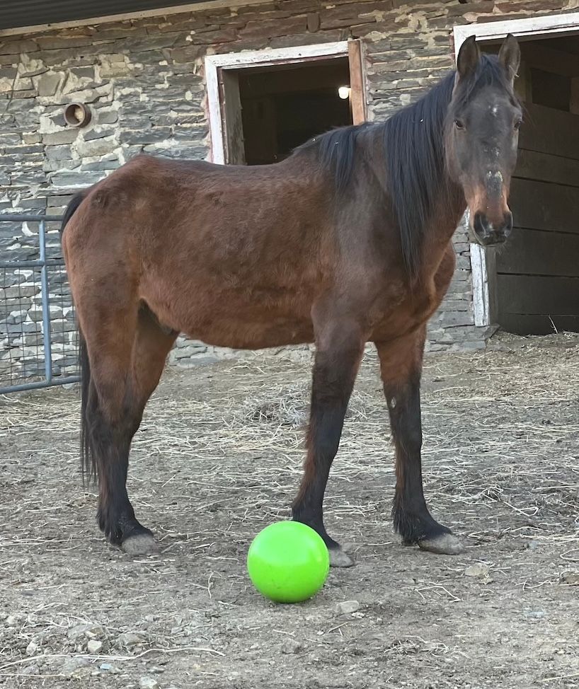 Adoptable horse Apolo