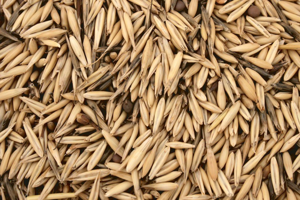Seeds in hand