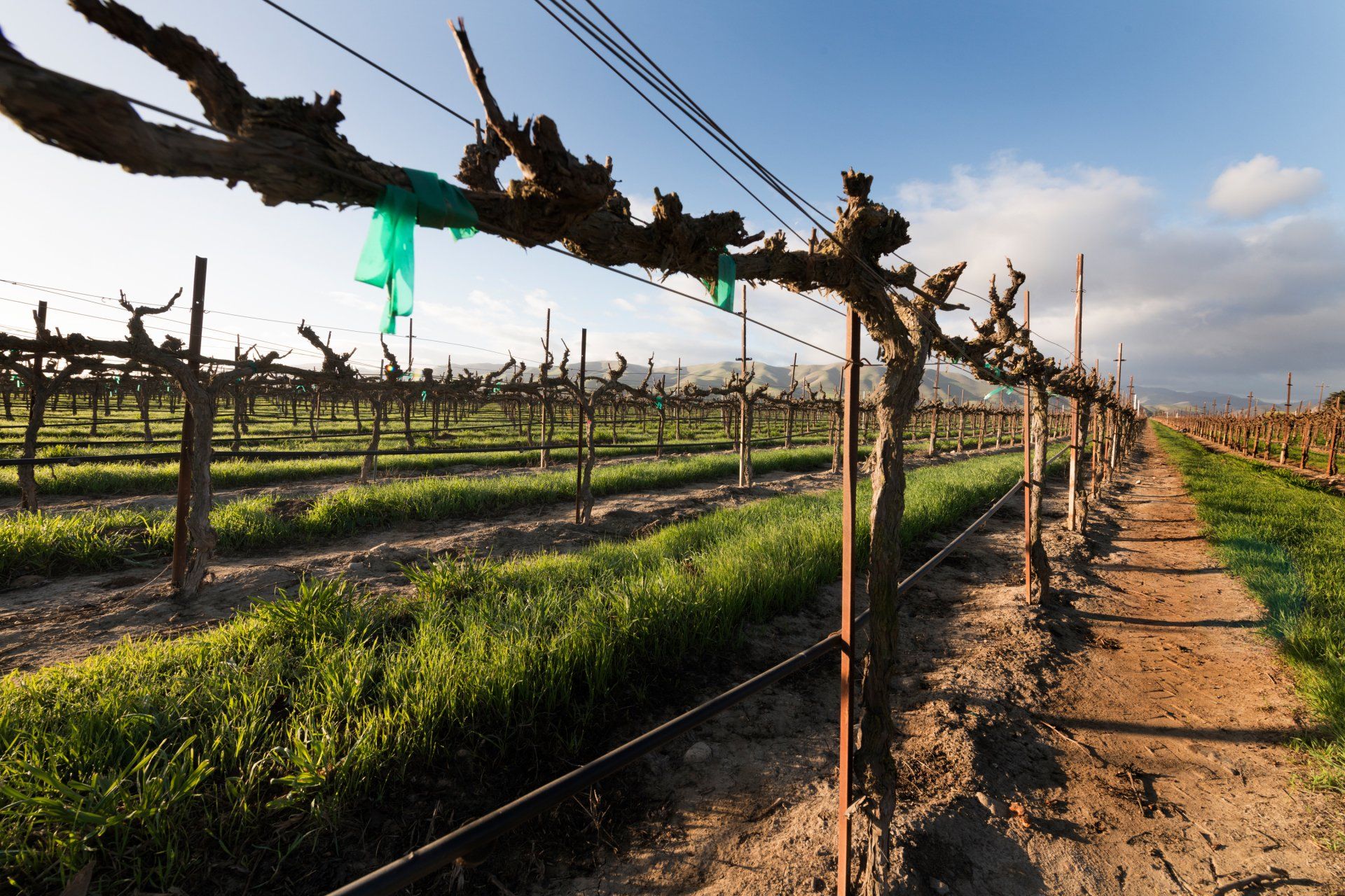 A vineyard with a fence 