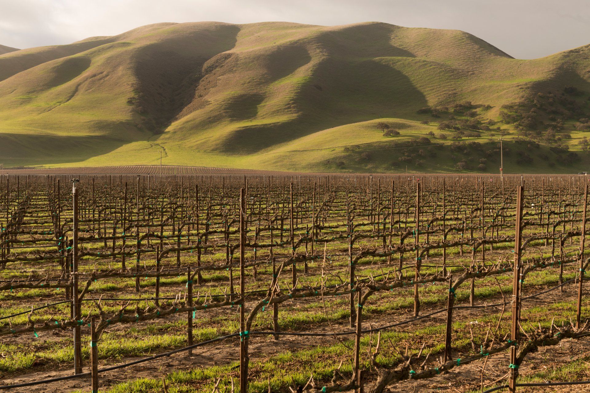 A vineyard with mountains in the background and rows of vines in the foreground.