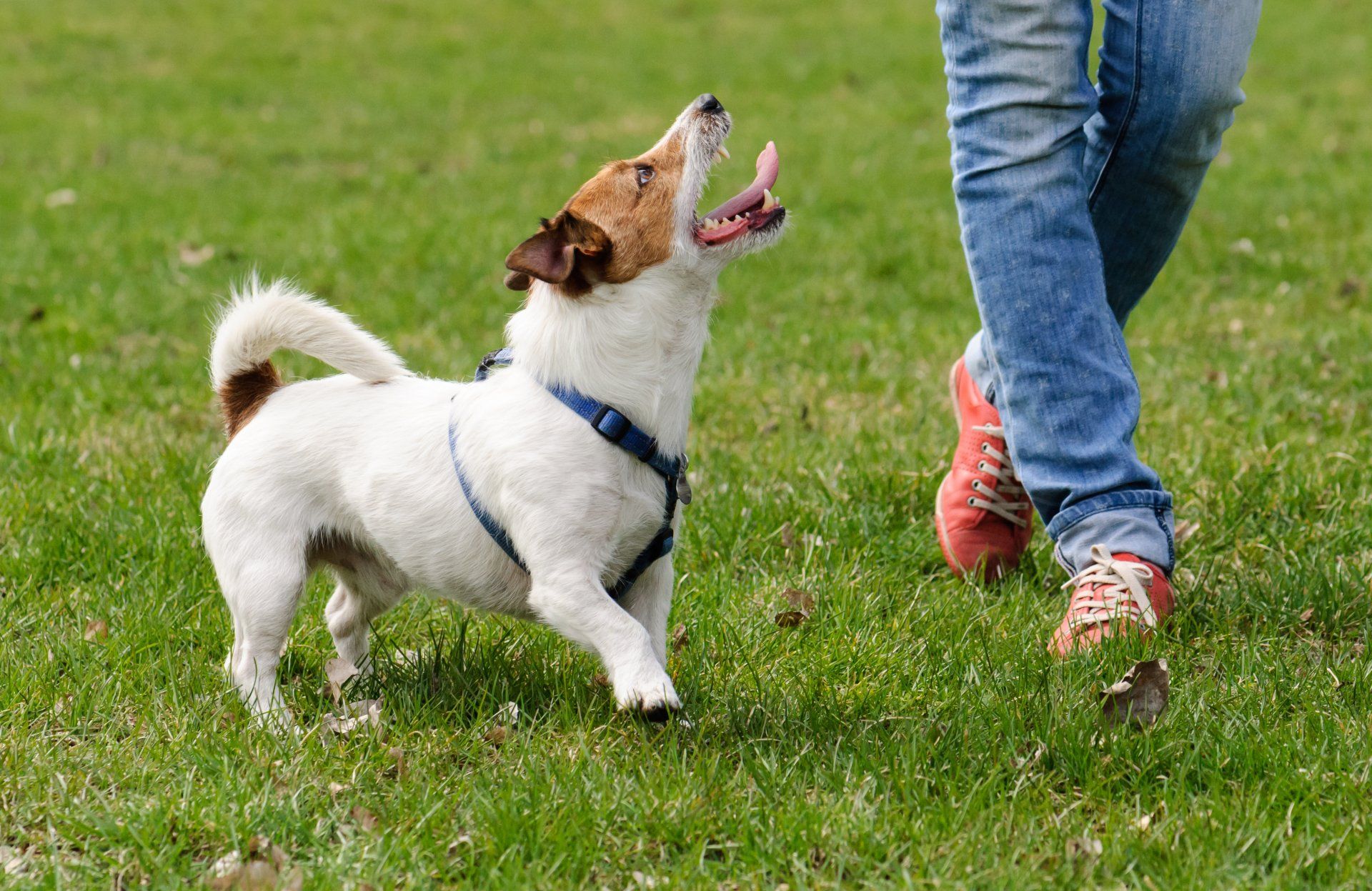 A person is walking a small dog in the grass.
