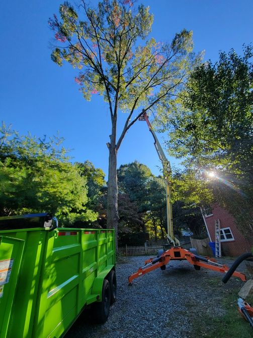 Asheville nc tree removal service