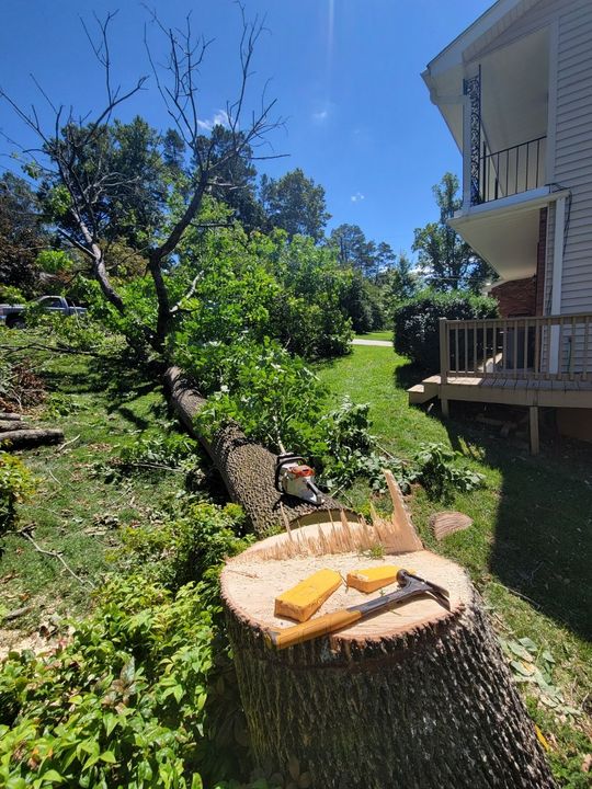 tree services asheville nc
