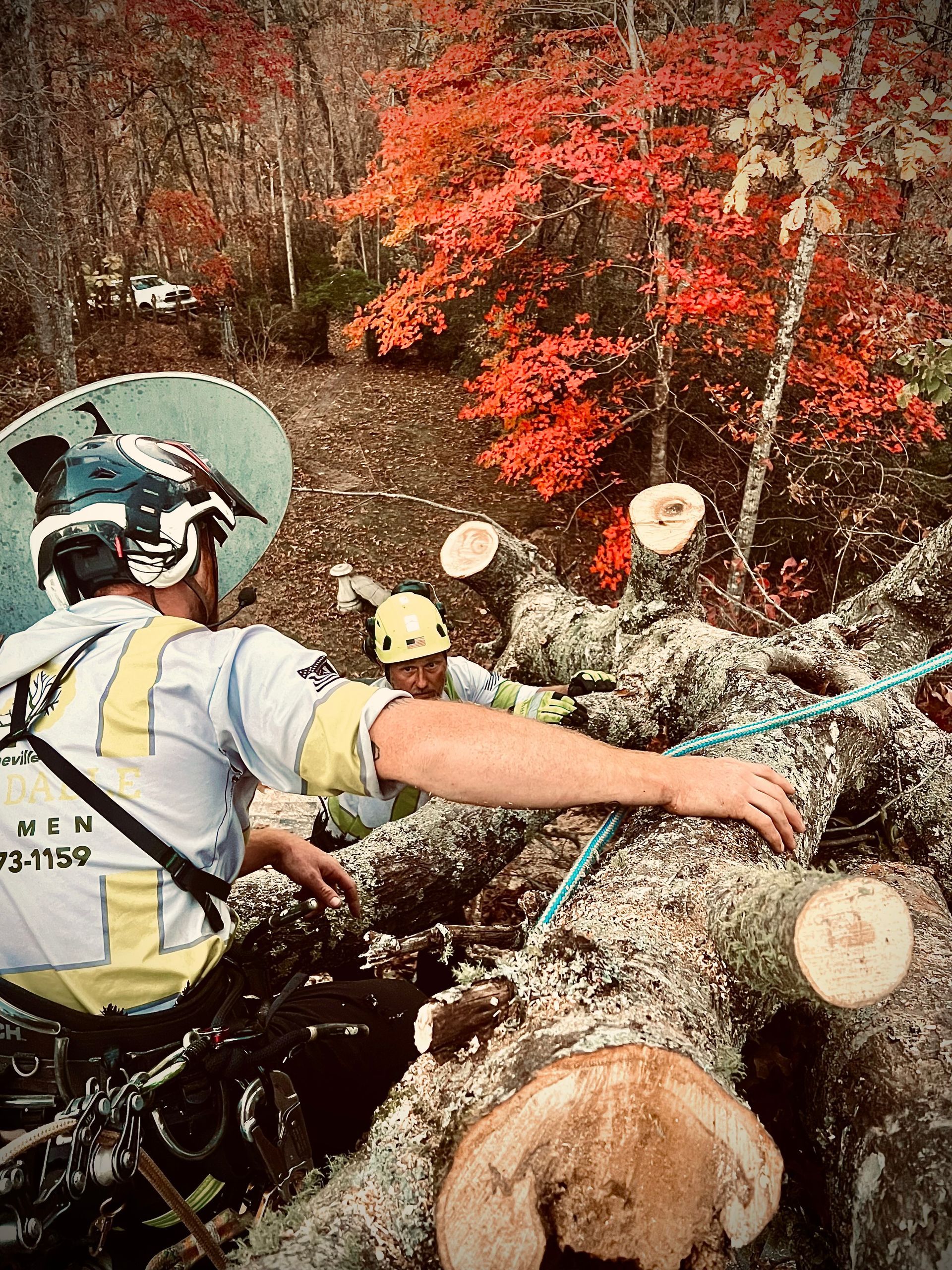 tree removal asheville