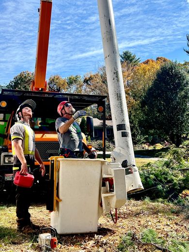 emergency tree service asheville nc